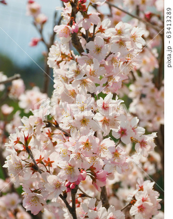 春イメージ(桜の花) 春イメージ(桜の花) 63413289