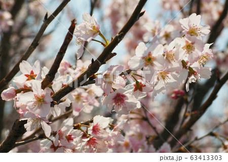 春イメージ（桜の花） 63413303