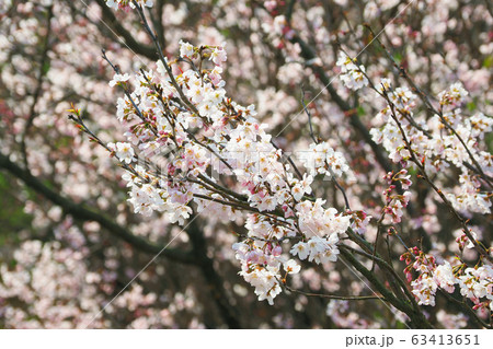 春イメージ(桜の花) 春イメージ(桜の花) 63413651