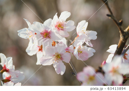 春イメージ（桜の花） 63413894