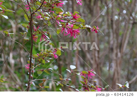 アカバナトキワマンサク 63414126