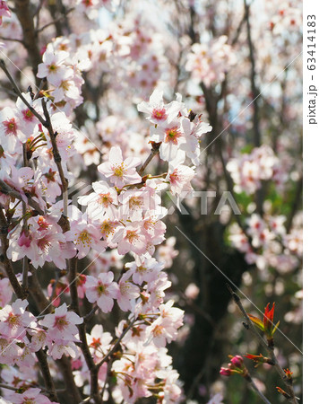 春イメージ(桜の花) 春イメージ(桜の花) 63414183
