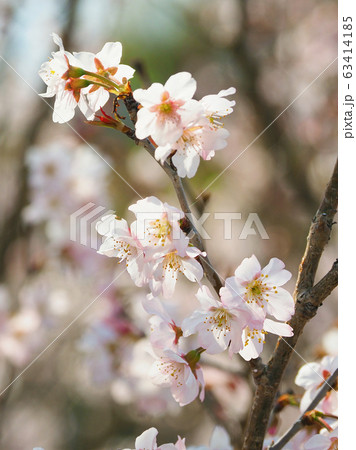 春イメージ(桜の花) 春イメージ(桜の花) 63414185