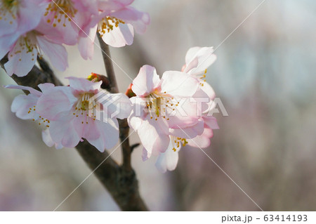 春イメージ(桜の花) 春イメージ(桜の花) 63414193