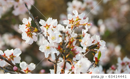 春イメージ(桜の花) 春イメージ(桜の花) 63414441