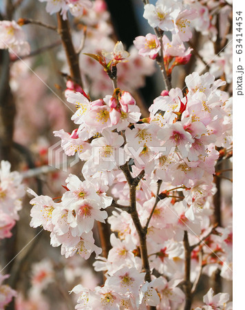 春イメージ(桜の花) 春イメージ(桜の花) 63414454