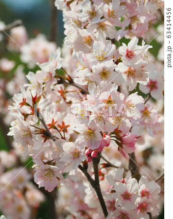 春イメージ(桜の花) 春イメージ(桜の花) 63414456