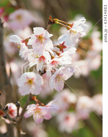 春イメージ(桜の花) 春イメージ(桜の花) 63414983