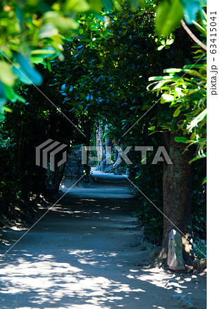 フクギ並木 63415041