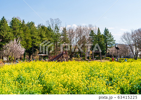 山頂の菜の花畑 東京 八王子市 小宮公園 ヒヨドリ山 山頂の菜の花畑 東京 八王子市 小宮公園 ヒヨドリ山 63415225