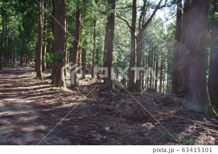 森林浴 森林浴 63415301