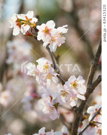 春イメージ（桜の花） 63415320