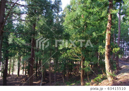 森林浴 63415510