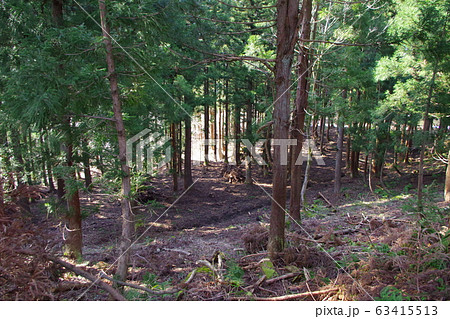 森林浴 63415513