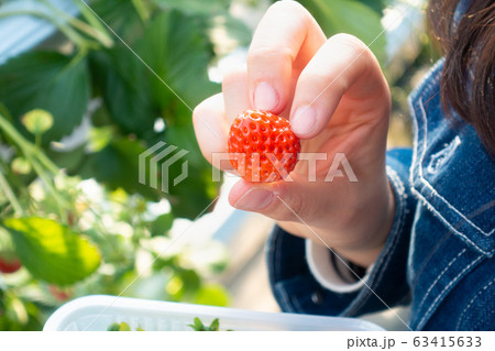 いちご狩りを楽しむ女性の写真 63415633