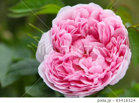 美しい薄ピンクの薔薇 63416324