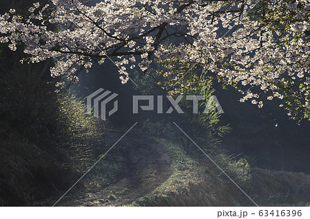 桜と木漏れ日 桜と木漏れ日 63416396