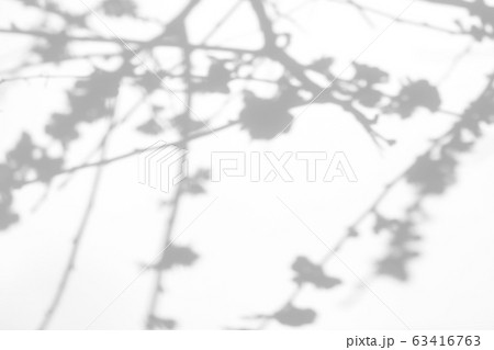 shadows of the tree branches on a white wall shadows of the tree branches on a white wall 63416763