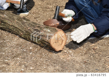 シイタケ菌打ち 63416795