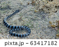 海岸のウミヘビ 63417182