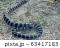 海岸のウミヘビ 63417183