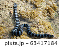 海岸のウミヘビ 63417184