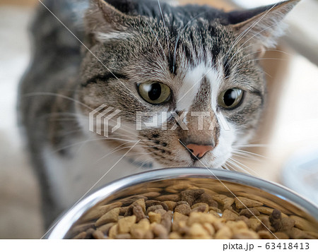 餌を食べる猫 63418413