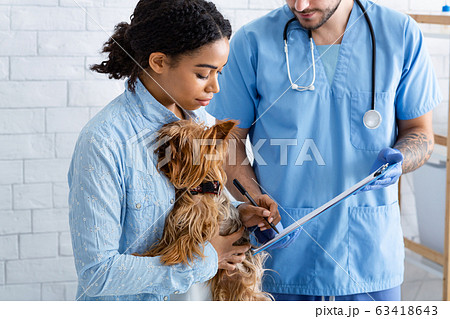 African American client holding Yorkshire terrier dog and vet doctor in animal hospital African American client holding Yorkshire terrier dog and vet doctor in animal hospital 63418643