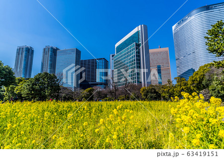 春の東京 菜の花 高層ビル 汐留 63419151