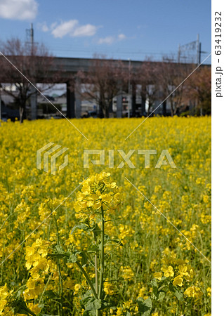 横浜市川和町の菜の花 63419232
