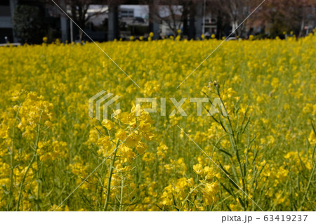 横浜市川和町の菜の花 横浜市川和町の菜の花 63419237