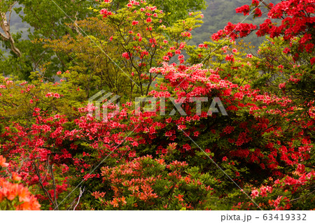 春の赤城山ツツジの群生の写真素材