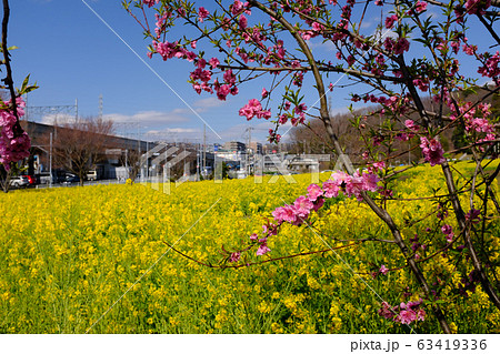 花桃と菜の花 63419336