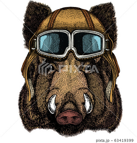Portrait of wild hog, boar, pig. Face of brave animal. Vintage aviator helmet with googles. 63419399