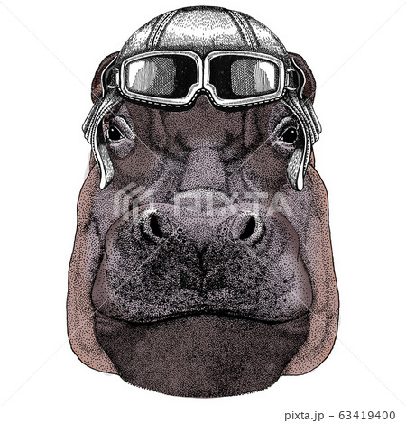 Portrait of hippopotamus, hippo. Wild african animal. Vintage aviator helmet with googles. Portrait of hippopotamus, hippo. Wild african animal. Vintage aviator helmet with googles. 63419400