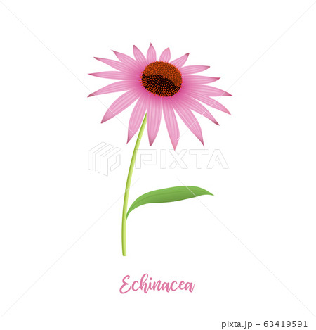 Echinacea flower head, steam, leaves and petals, 63419591