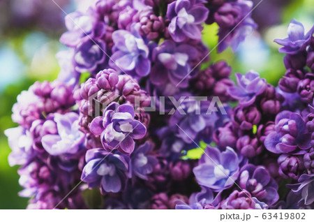 Bright spring flower background. Bright spring flower background. 63419802