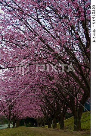 蜂須賀桜　徳島城で満開　桜　花見 63420265