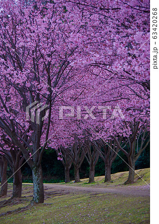 蜂須賀桜 徳島城で満開 桜 花見 蜂須賀桜 徳島城で満開 桜 花見 63420268