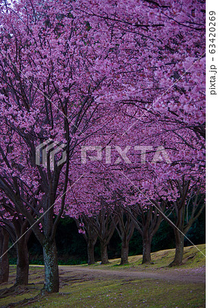 蜂須賀桜 徳島城で満開 桜 花見 蜂須賀桜 徳島城で満開 桜 花見 63420269