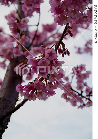 蜂須賀桜 徳島城で満開 桜 花見 蜂須賀桜 徳島城で満開 桜 花見 63420273