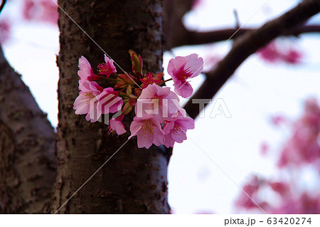 蜂須賀桜　徳島城で満開　桜　花見 63420274