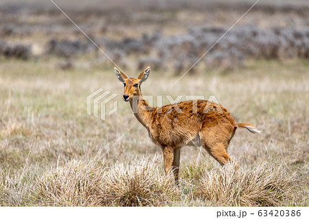 antelope Bohor reedbuck, Bale mountain, Ethiopia antelope Bohor reedbuck, Bale mountain, Ethiopia 63420386