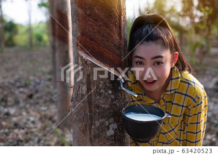 woman look at a full cup of raw para rubber milk of tree in plantation rubber tapping form Thailand woman look at a full cup of raw para rubber milk of tree in plantation rubber tapping form Thailand 63420523