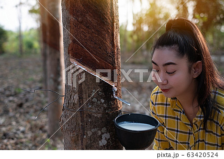 woman look at a full cup of raw para rubber milk of tree in plantation rubber tapping form Thailand woman look at a full cup of raw para rubber milk of tree in plantation rubber tapping form Thailand 63420524