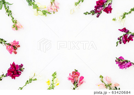 Snapdragon flower border on white background. Snapdragon flower border on white background. 63420684