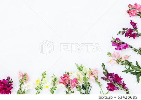 Snapdragon flower border on white background. Snapdragon flower border on white background. 63420685