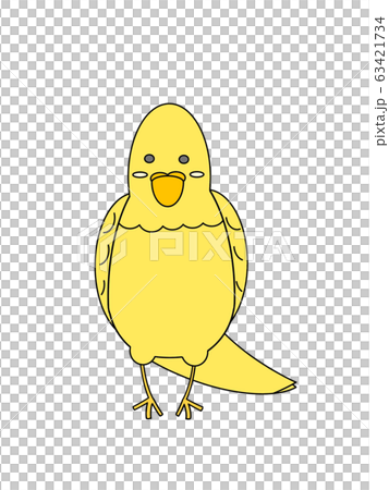 Parakeet Parakeet 63421734