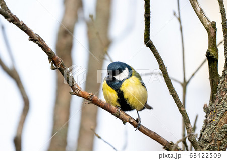 great tit or yellow-bellied tit bird 63422509