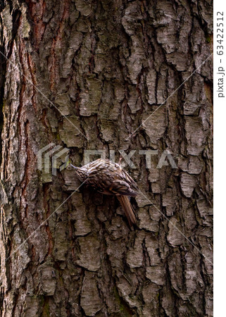Eurasian treecreeper or common treecreeper sitting Eurasian treecreeper or common treecreeper sitting 63422512
